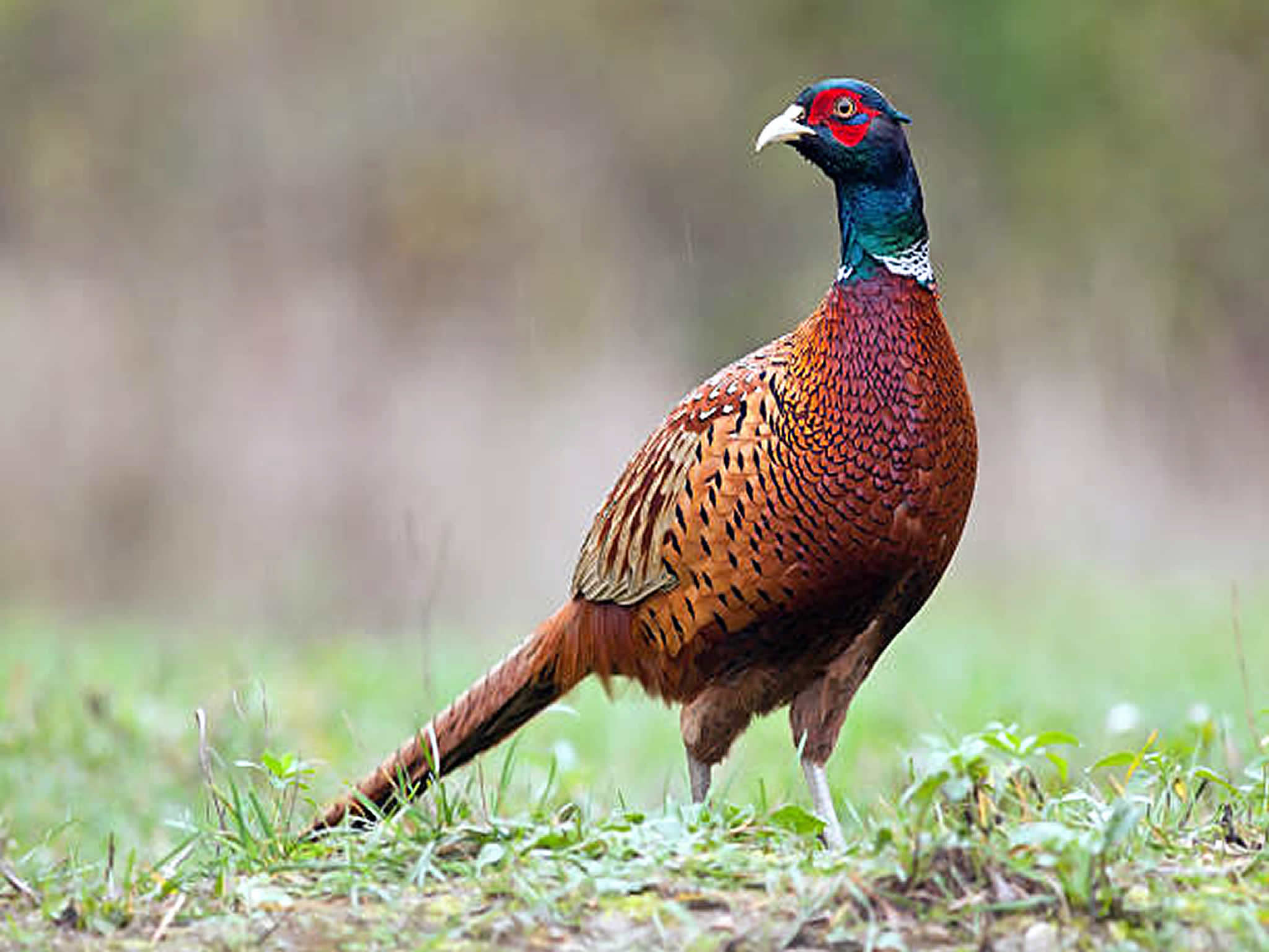 What are the benefits of game shooting to a local rural economy?